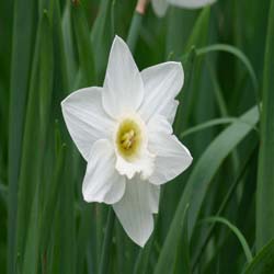 Narcisse trompette 'Mount Hood'